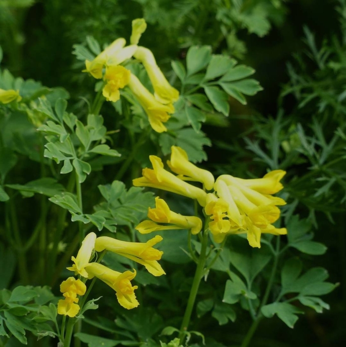 Хохлатка желтая лютея