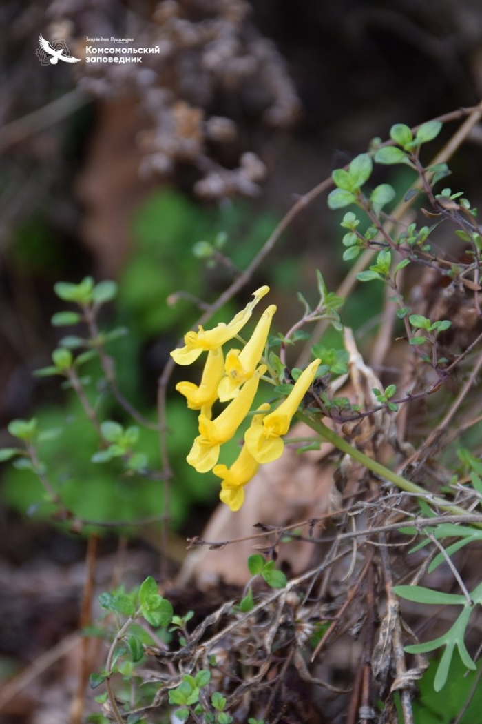 Хохлатка змееплодная