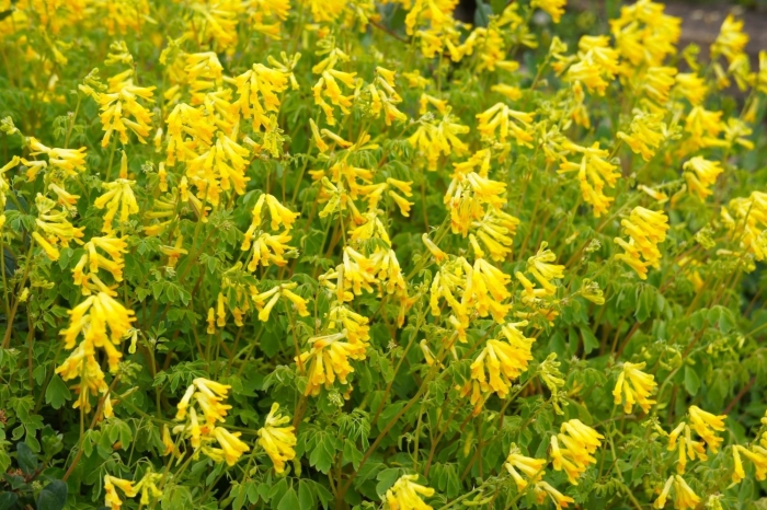 Corydalis lutea