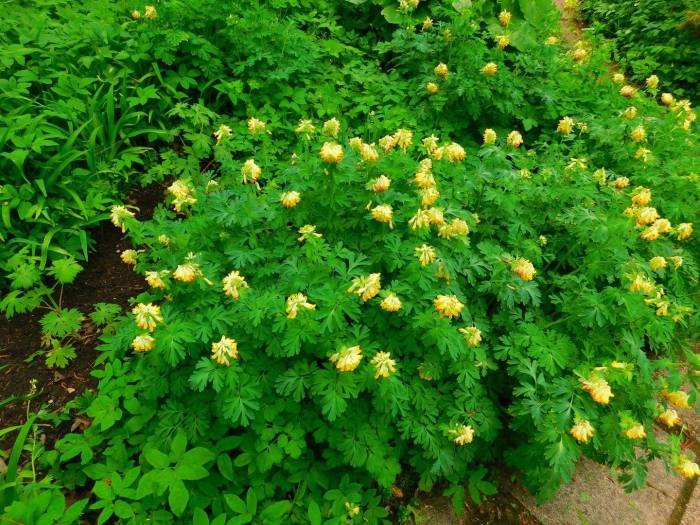 Хохлатка корневищная желтая