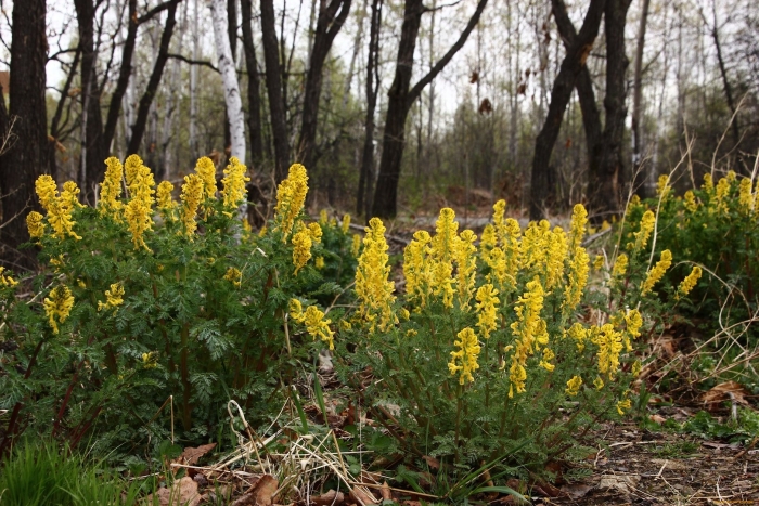 Хохлатка лесная