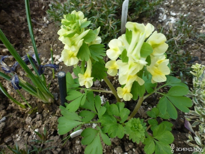 Хохлатка маршалла corydalis marschalliana