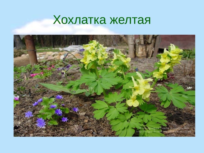 Хохлатка прицветниковая желтая