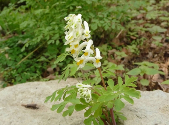 Хохлатка (corydalis)