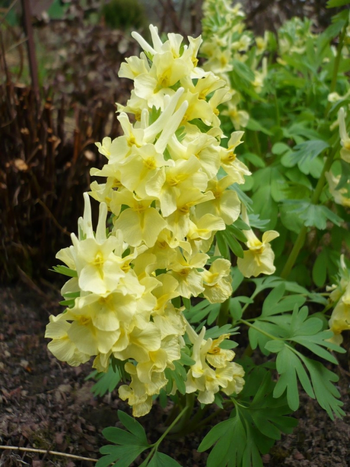 Хохлатка (corydalis) пурпл бёрд
