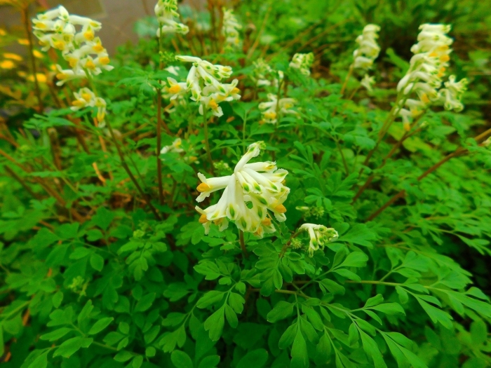 Хохлатка ochroleuca