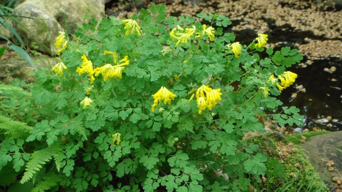 Дицентра золотая лоза