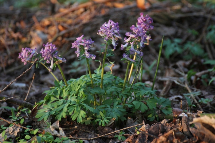 Corydalis sempervirens