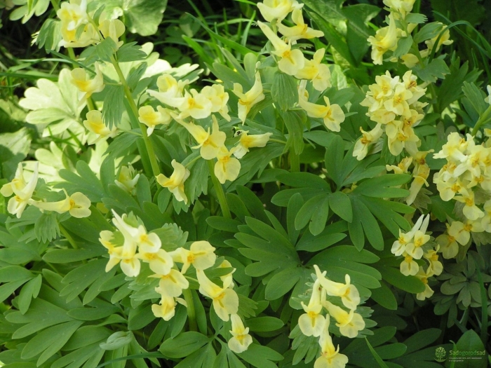 Хохлатка крупноприцветниковая