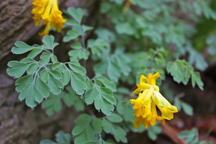 Хохлатка лютея