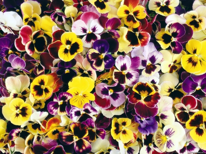 Анютины глазки желтые