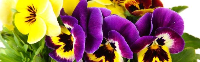 Виола анютины глазки