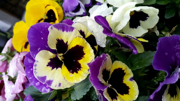 Фиалка анютины глазки