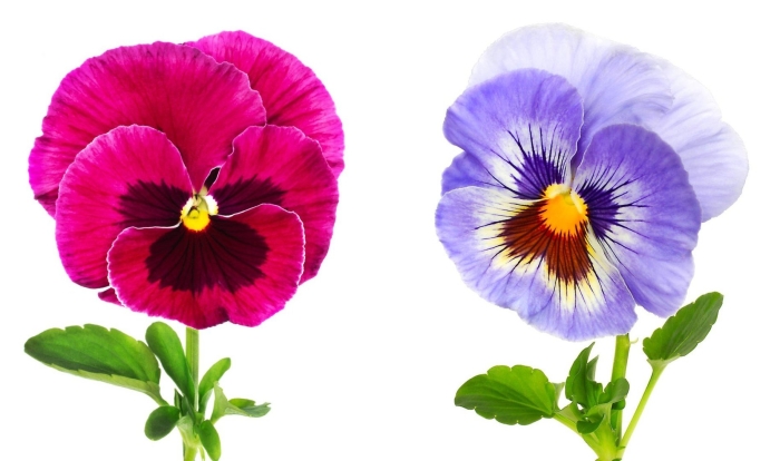 Виола белоснежка