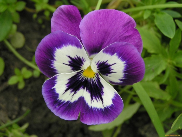 Анютины глазки виола