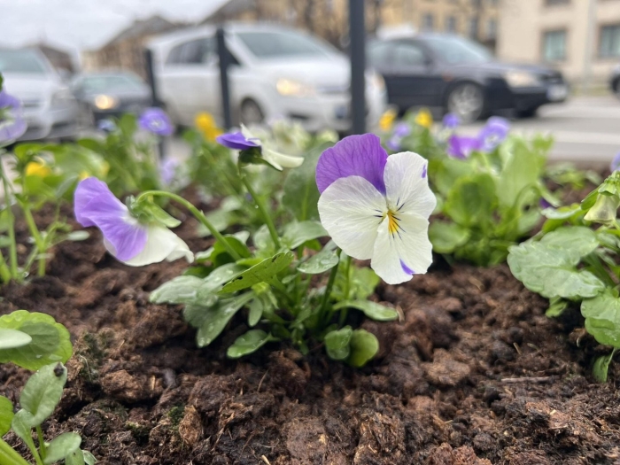 Анютины глазки на балконе