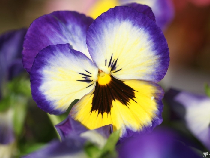 Цветок анютины глазки