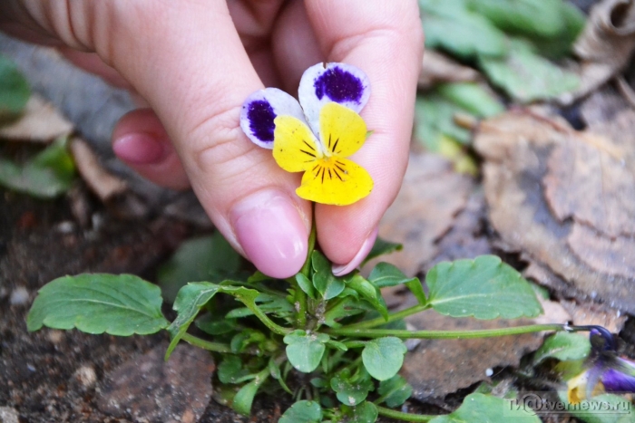 Фиалка трехцветная viola tricolor
