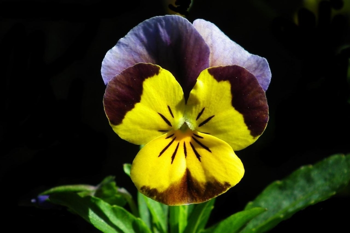 Фиалка виттрока