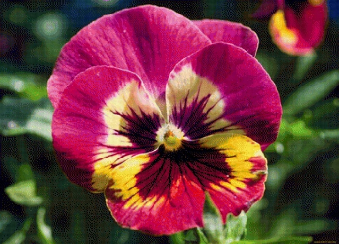 Анютины глазки виола