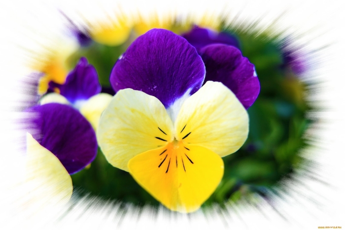 Анютины глазки ульсвотер