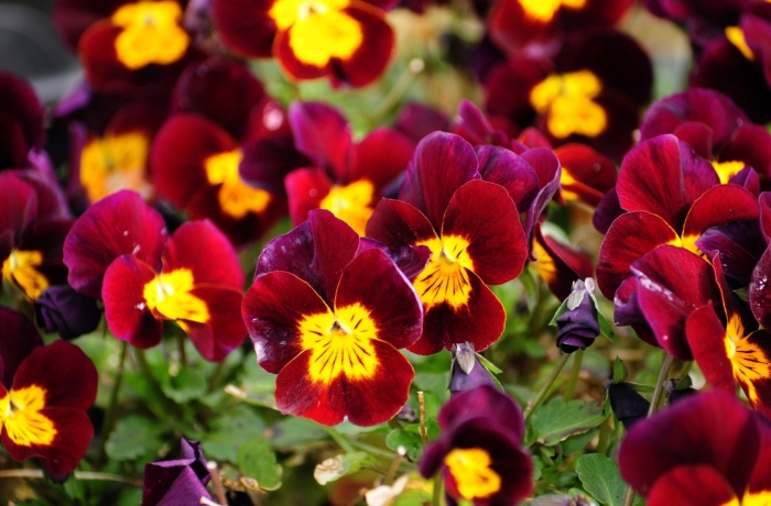 Виола анютины глазки красные