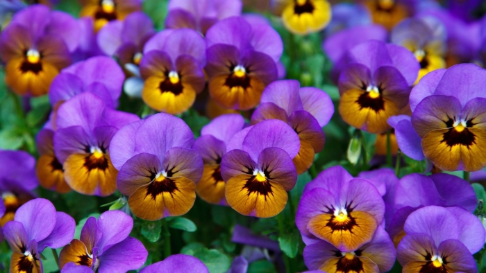 Viola × wittrockiana