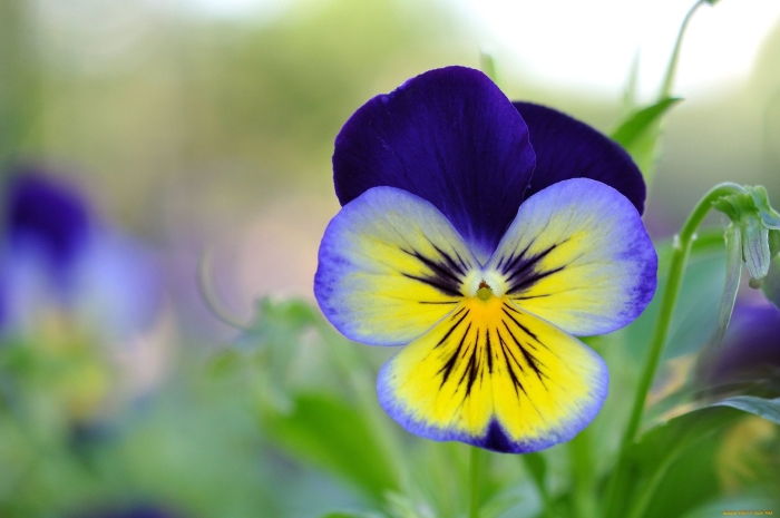 Фиалка трёхцветная анютины глазки