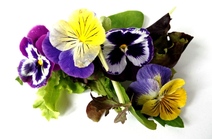 Фиалка микс