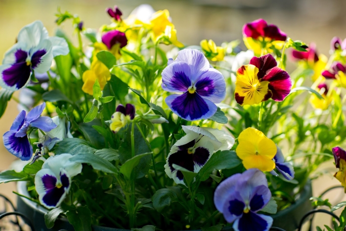 Анютины глазки (виола) германика