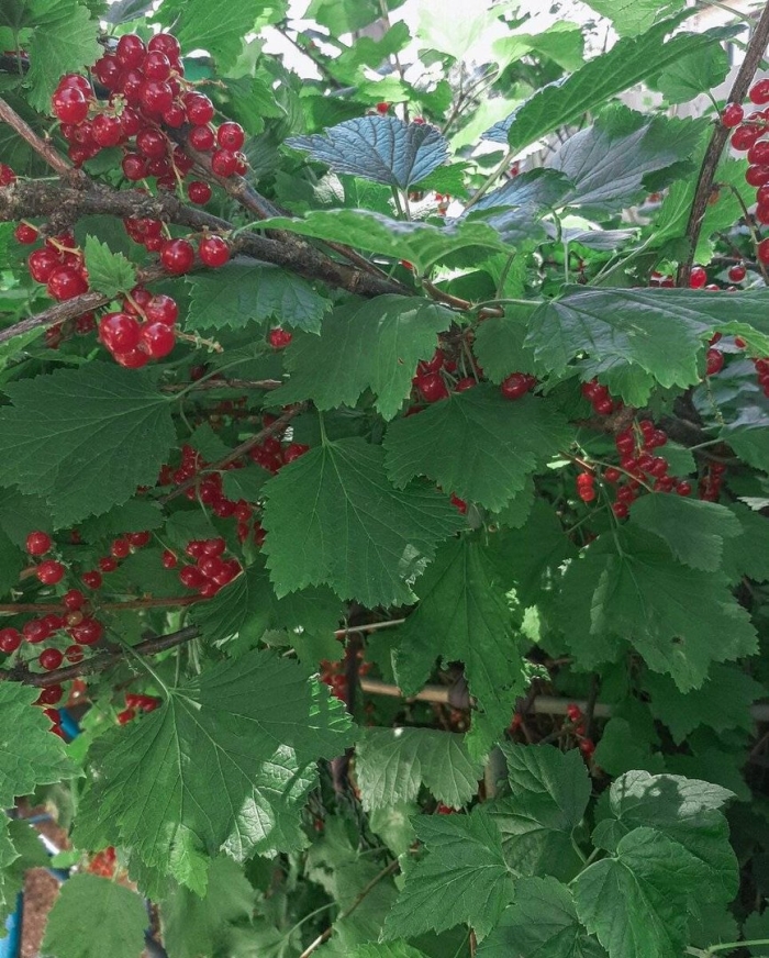 Смородина красная уральская красавица