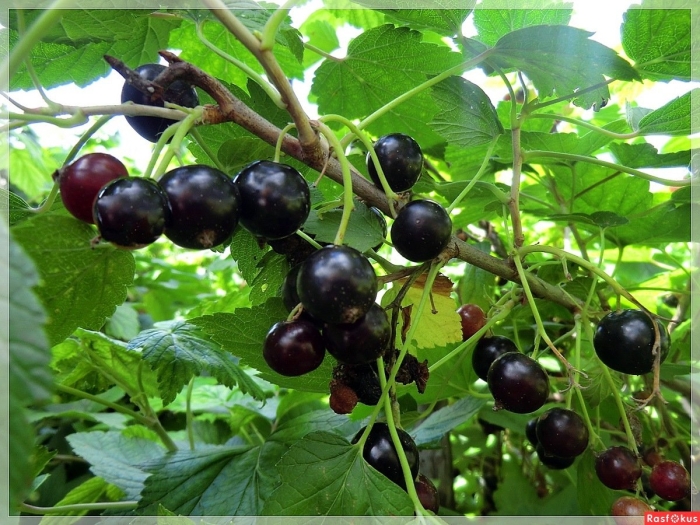 Смородина моховая