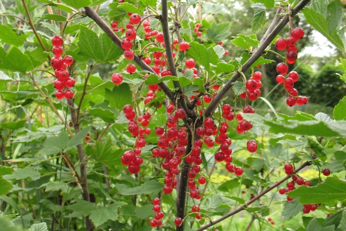 Смородина красная - ribes rubrum