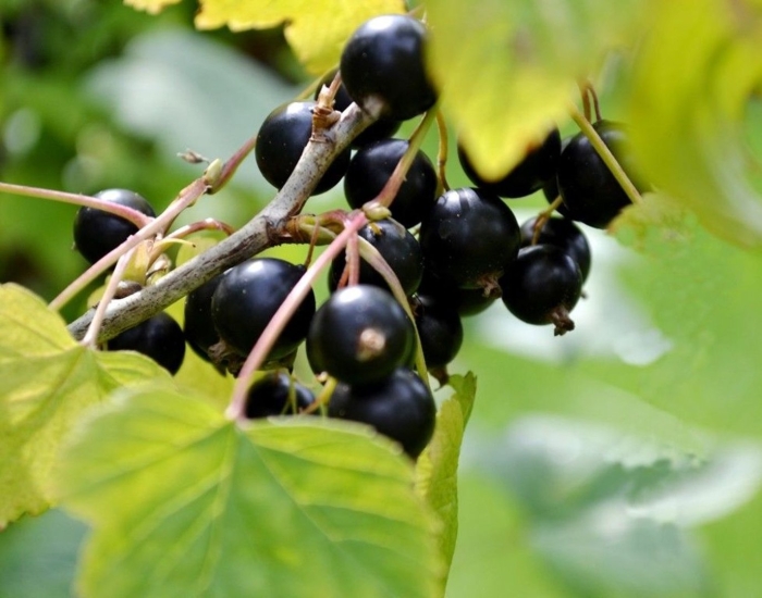 Репис дикая смородина