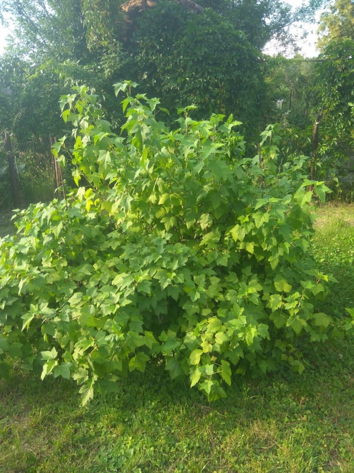 Кустарник смородина
