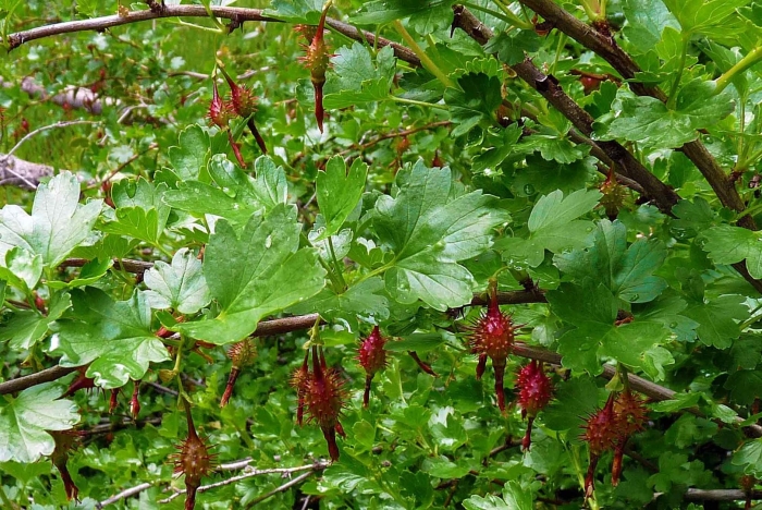 Ribes janczewskii