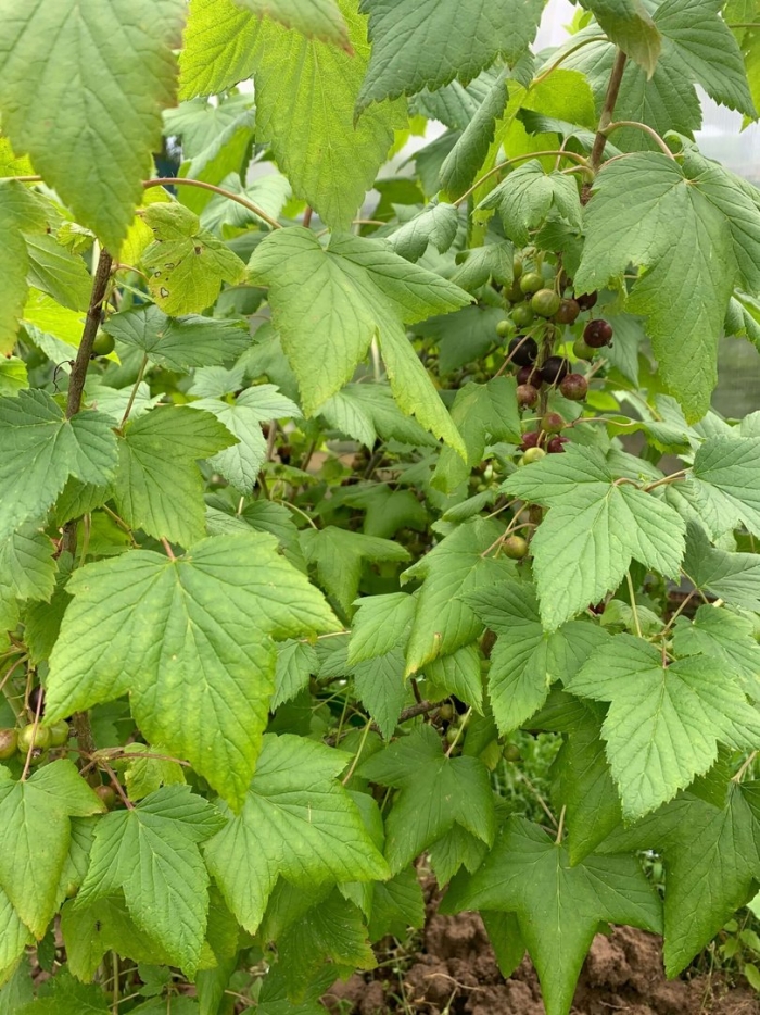 Куст смородины пожухли