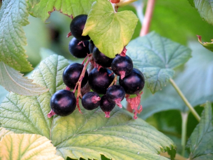 Смородина черная чудесница