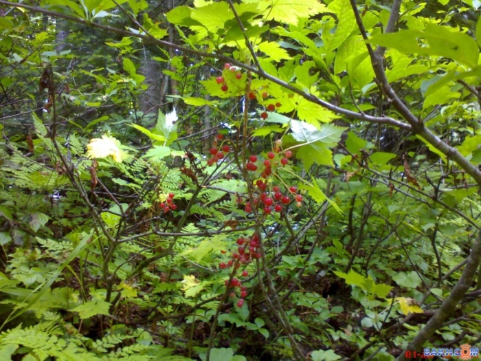 Маховка ягода забайкалье