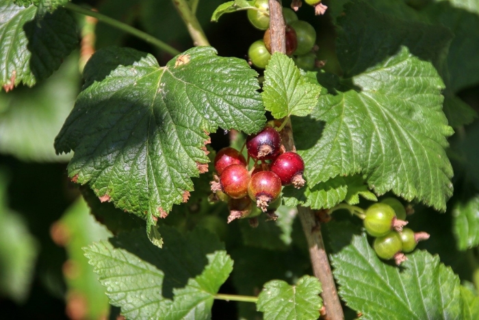 Красная смородина