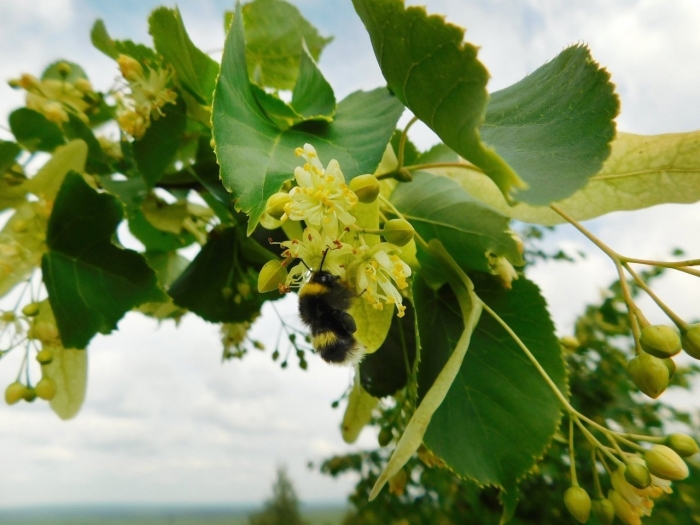 Липа мелколистная цветение