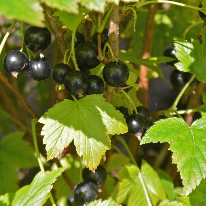 Смородина черная сорт ядреная