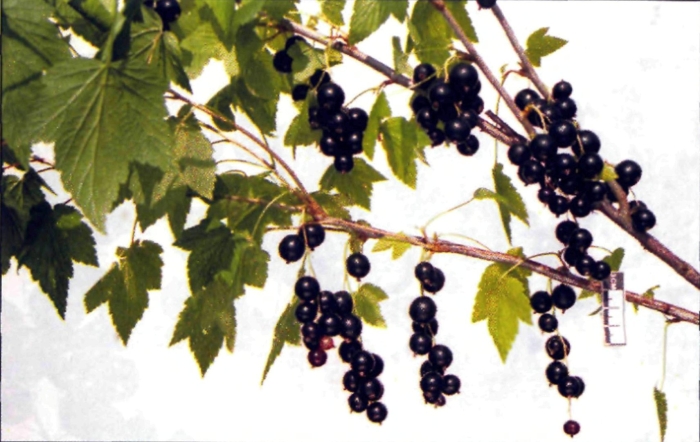 Смородина черная плотнокистная