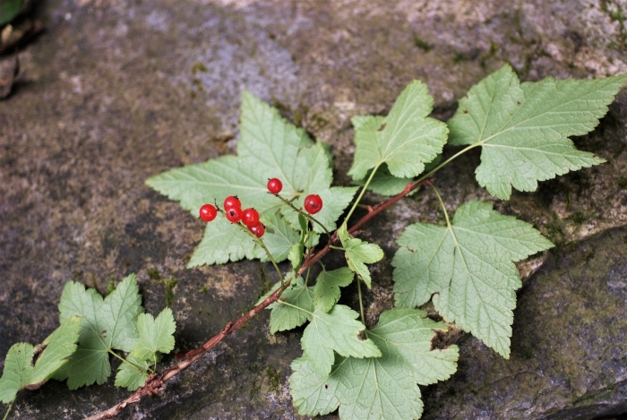 Смородина (ribes) железистая