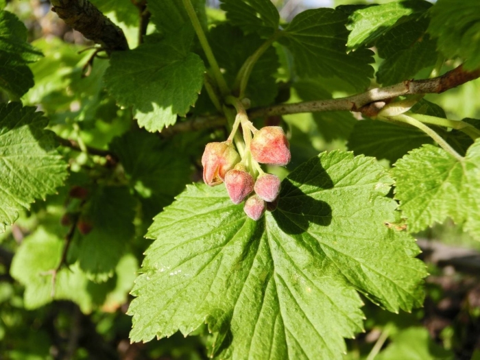 Смородина железистая