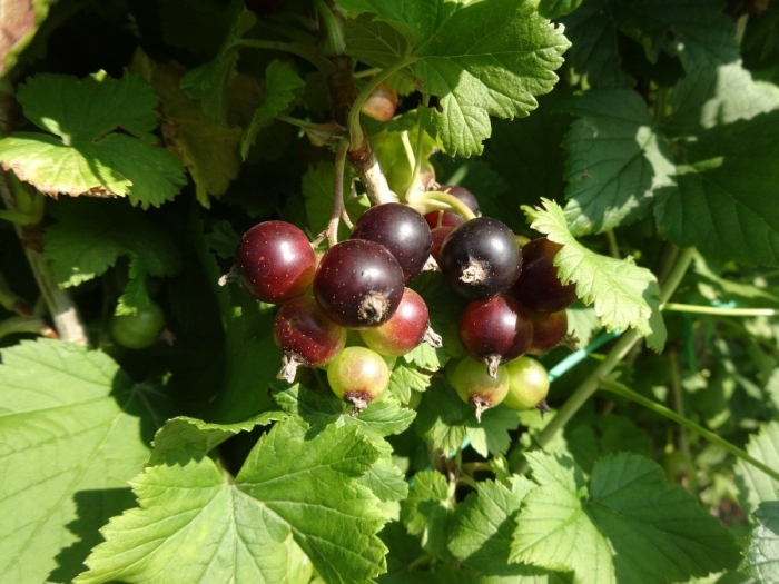 Йошта йохини