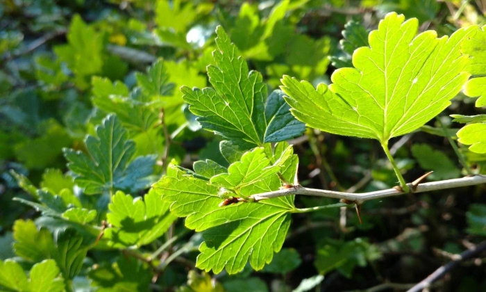 Смородина альпийская ribes alpinum