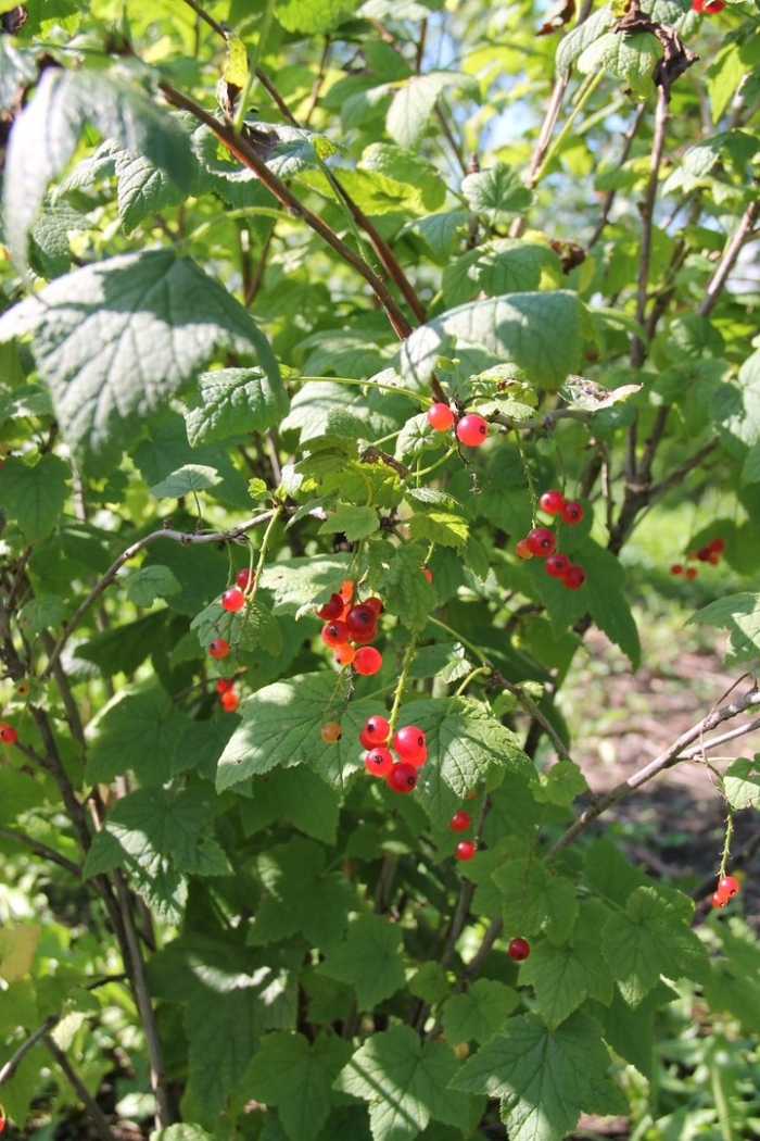 Красная смородина кустарник