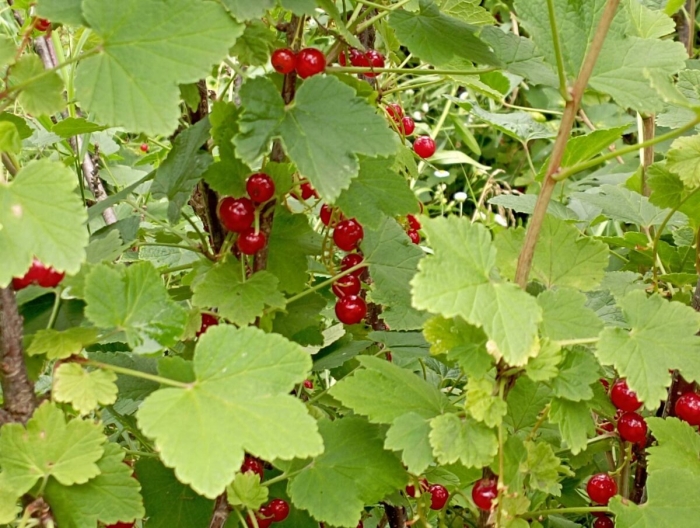 Смородина красная уральская