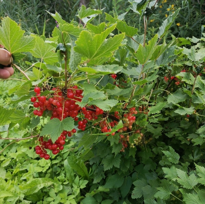 Сорт красной смородины валентиновка